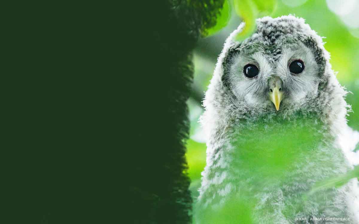 Young Ural Owl in trees